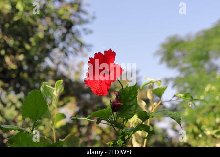 Un bel fiore rosso ibisco fiorisce in estate su un albero ibisco, india-Asia, giardino ibisco in india Foto Stock