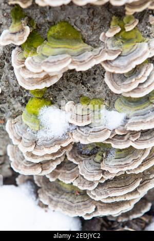 Funghi con coda di tartaruga che coprono un tronco di albero Foto Stock