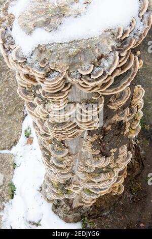 Funghi con coda di tartaruga che coprono un tronco di albero Foto Stock