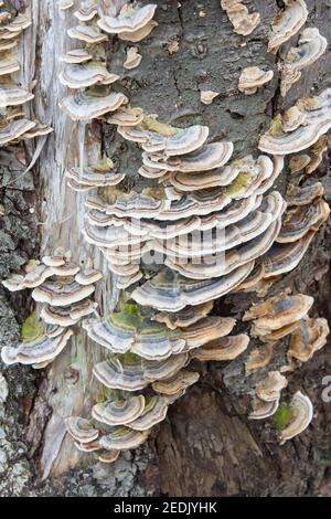 Funghi con coda di tartaruga che coprono un tronco di albero Foto Stock