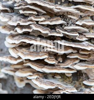 Funghi con coda di tartaruga che coprono un tronco di albero Foto Stock