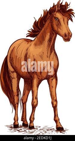 Cavallo foal o giovane mare vettore schizzo. Simbolo di stallone bruno selvaggio o contadino per gare equestri, equitazione club, mostra equestre. Conf Illustrazione Vettoriale