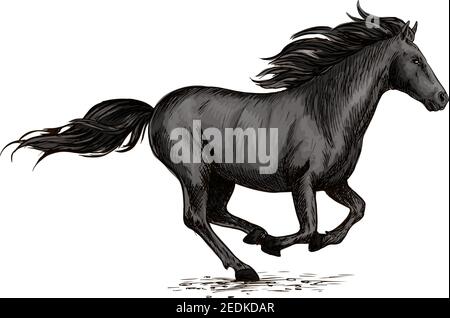 Corse di cavalli sulle corse. Wild Black Racehorse mustang galoppo veloce. Simbolo del vettore sportivo di horserace. Equine mare gareggiare in libertà Illustrazione Vettoriale