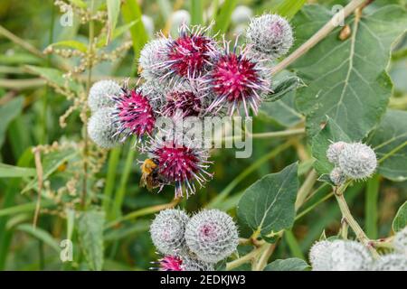 Bumblebee raccoglie nettare in fiore di burdock. L'insetto sta strisciando sui fiori. Foto Stock