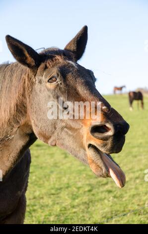 Bruno cavallo che grida, sorridente, bocca aperta, lingua da mostrare, strano, Divertente aspetto sciocco, ritratto vista frontale, Germania Foto Stock