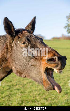 Bruno cavallo che brulica, sorridente, bocca aperta, mostrando denti e lingua, strano, divertente aspetto sciocco, vista frontale ritratto, Germania Foto Stock