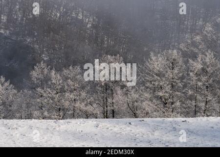 Linea di alberi in inverno dietro levee sul fiume con rime e nebbia Foto Stock
