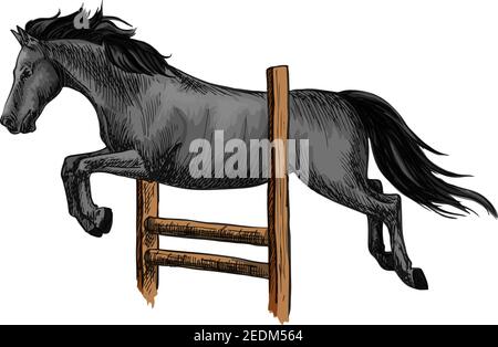 Corsa di stalloni in mustang nero e salto sopra la barriera. Disegno vettoriale a cavallo per sport equestri, equitazione, equestri Illustrazione Vettoriale