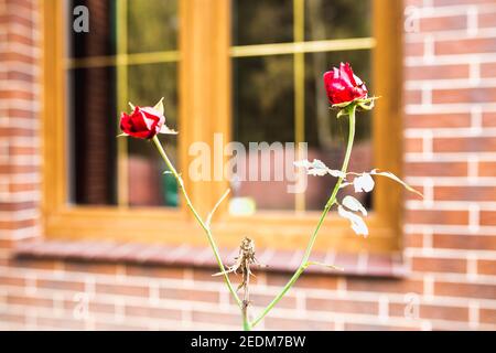 Giardino rose contro il muro della casa - dilettante floricoltura nel cortile Foto Stock