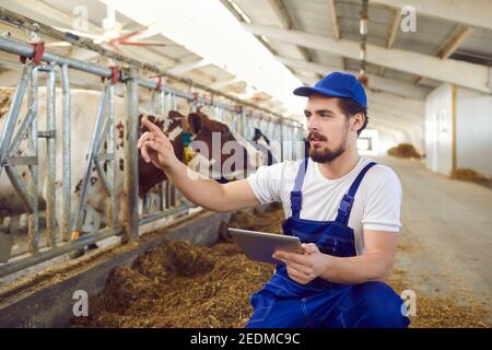 Il lavoratore agricolo maschile osserva le mucche nella capanna e registra i dati su di esse su un tablet digitale. Foto Stock