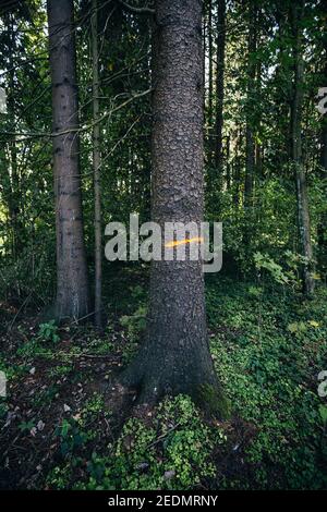 Forester segna su alberi nella foresta - selezione e. riserva naturale Foto Stock