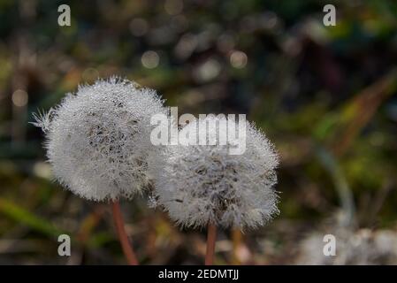 I dandelioni bianchi nelle gocce di rugiada su uno sfondo di erba verde. Foto Stock