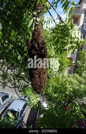 06.05.2020, Berlino, Berlino, Germania - Swarm di api appese in un grappolo in un albero.. 00S200506D182CAROEX.JPG [RELEASE DEL MODELLO: NO, RELEASE DELLA PROPRIETÀ: NO Foto Stock