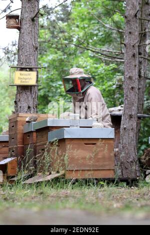 14.06.2020, Berlino, , Germania - Beekeeper che lavora sui suoi alveari.. 00S200614D203CAROEX.JPG [RELEASE DEL MODELLO: NO, RELEASE DELLA PROPRIETÀ: NO (c) caro images / so Foto Stock