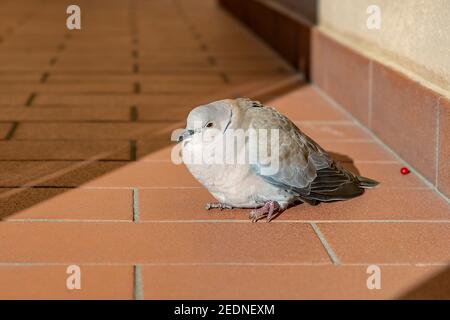 Una colomba eurasiatica, Streptopelia decaocto, gode del sole del mattino arroccato in un viale condominiale Foto Stock