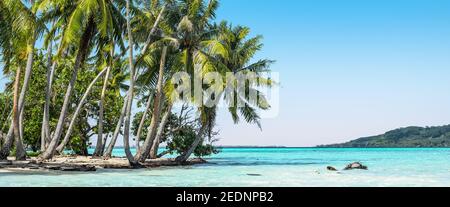 Palme sulla spiaggia tropicale. Foto Stock