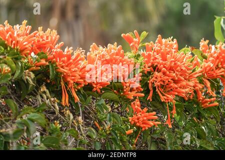 Fiori di Orange tromba (Pirostegia venusta) un arrampicatore in fiore invernale, Spagna- Foto Stock