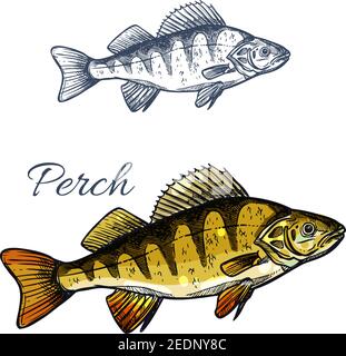 Schizzo di pesce persico o basso giallo. Pesce predatore pesce persico d'acqua dolce icona isolata per la pesca sport simbolo, etichetta del mercato del pesce di pesce ristorante desi Illustrazione Vettoriale