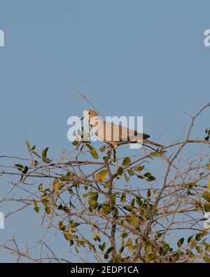 Lone Eurasian Colli Colli Colli (Streptopelia decaocto), arroccato sulla cima di un albero nel selvaggio. Splendidamente illuminato dal sole che tramonta e dal cielo blu nel backgr Foto Stock