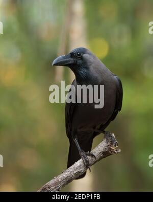 Single House Crow (Corvus splendens), che riposa su un persico. Chiamato anche il corvo grigio-collo. Foto Stock