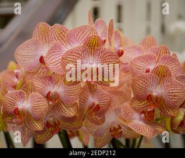 Mazzo di orchidee arancioni in piena fioritura nel giardino. Foto Stock
