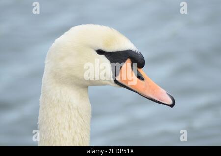 Closeup di un cigno Walthamstow Wetlands Londra Foto Stock