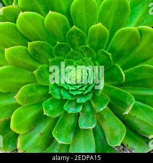 Rosetta di foglie di un arboreo di Aeonio comunemente noto come aeonio dell'albero, houseleek dell'albero, o rosa irlandese, è un suculent, subarbusto subtropicale nel fl Foto Stock