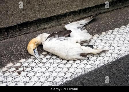 Gannet settentrionale (Sula bassana, Morus bassanus), cadavere quasi adulto che giace morto lungo un circuito, Belgio, Wezembeek-Oppem Foto Stock