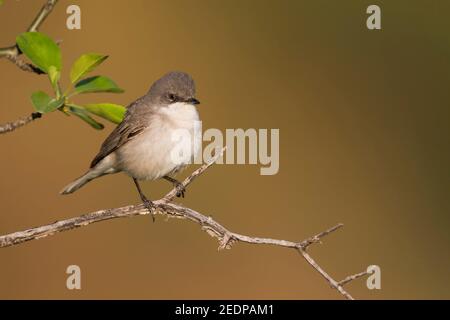 Hume's Whitegola (Curruca althaea, Sylvia althaea), adulto siede su un ramo, Tagikistan Foto Stock