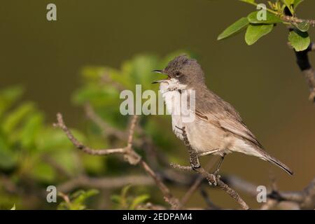 Hume's Whitegola (Curruca althaea, Sylvia althaea), un adulto che canta su un ramo, Tagikistan Foto Stock