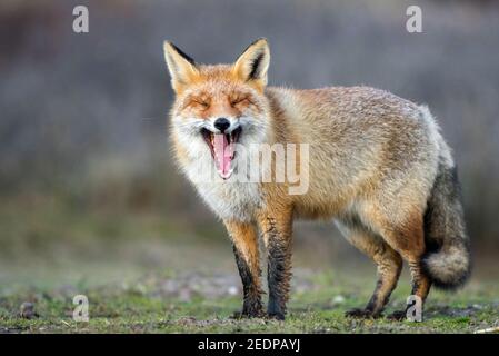 Volpe rossa (Vulpes vulpes), si erge a sbadigli in un prato, Paesi Bassi Foto Stock