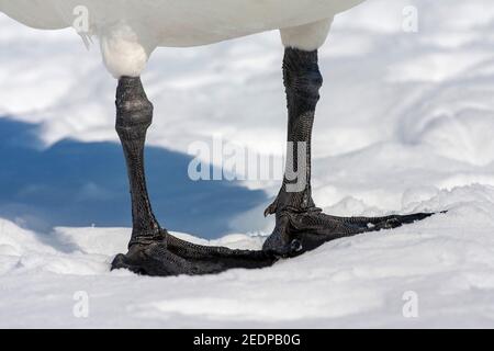 Cigno di whooper (Cygnus cygnus), Chiosaggio dei piedi di un cigno di Whooper, in piedi nella neve, Giappone, Hokkaido Foto Stock
