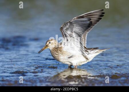 Pectoral Sandpiper (Calidris melanotos), Juvenile cercando di rimanere stabile su fanghflat, Azzorre, Cabo da Praia Foto Stock