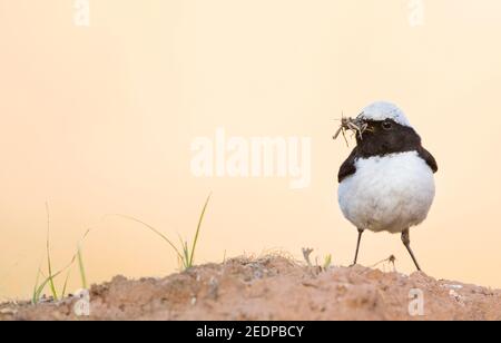 Finsch (Oenanthe finschii), maschio adulto appollaiato su una roccia con cibo, Tagikistan Foto Stock