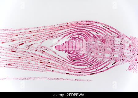 Hydrilla (Hydrilla verticillata), taglio longitudinale dell'apice dello stelo di Hydrilla, taglio con microscopia, sezione con microtomo Foto Stock