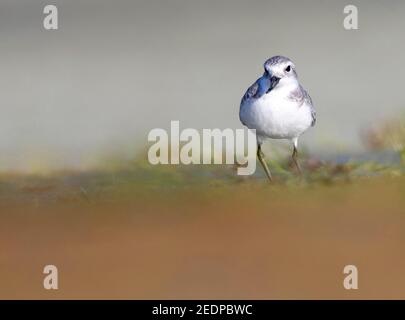 Wry-Bill, wrybill (Anarhynchus frontalis), immature in piedi in un letto di fiume, Nuova Zelanda, Isola del Sud, zona di Glentanner Foto Stock