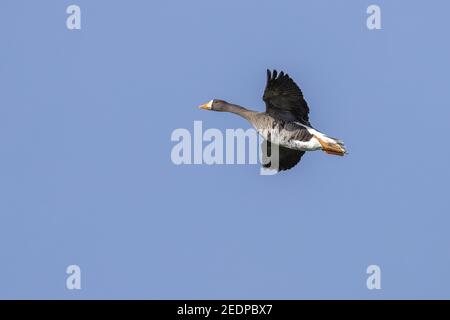 Groenlandia Oca dalla facciata bianca (Anser albifrons flavirostris, Anser flavirostris), Adulti in volo, Paesi Bassi, Zeeland Foto Stock