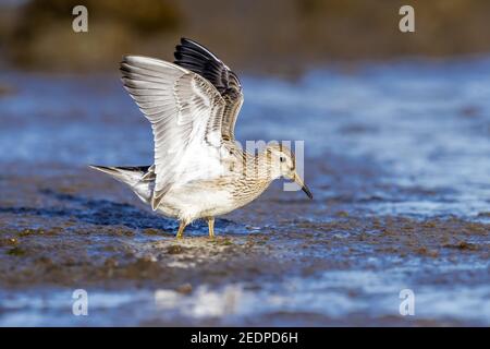 Pectoral Sandpiper (Calidris melanotos), Juvenile cercando di rimanere stabile su fanghflat, Azzorre, Cabo da Praia Foto Stock