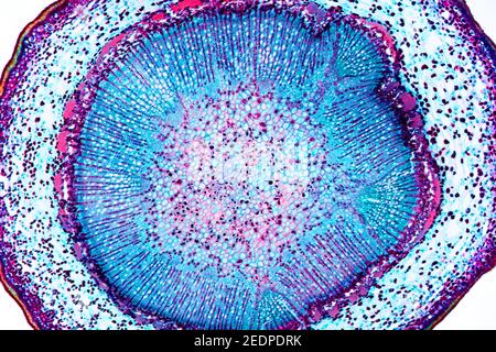 Pera comune (Pyrus communis), sezione trasversale dello stelo, sezione microtomo Foto Stock