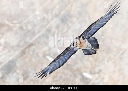 Lammergeier, avvoltoio arborato (Gypaetus barbatus), adulto in volo, Svizzera Foto Stock