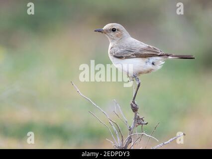 Finsch (Oenanthe finschii), femmina adulta arroccata su un ramo, il Tagikistan Foto Stock