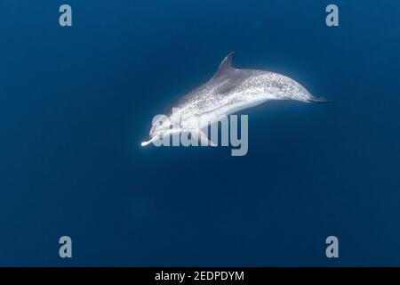 Delfini avvistati dell'Atlantico (Stenella frontalis), nuoto sotto l'acqua, Azzorre, Terceira Foto Stock