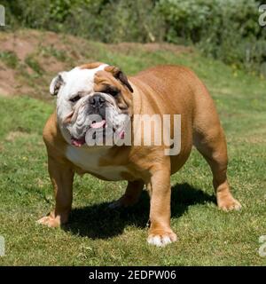 Bulldog Foto Stock