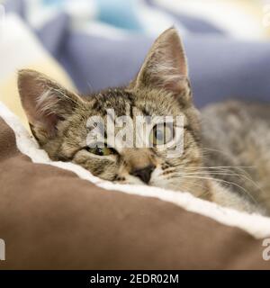 gatto rilassante Foto Stock