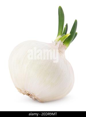 Bulbo vegetale di cipolla con germoglio fresco verde isolato su bianco sfondo Foto Stock