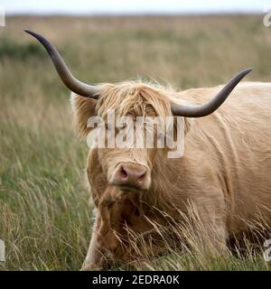 mucca dell'altopiano Foto Stock