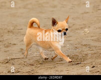 Closeup ritratto di un simpatico cane chihuahua all'aperto la spiaggia di sabbia Foto Stock