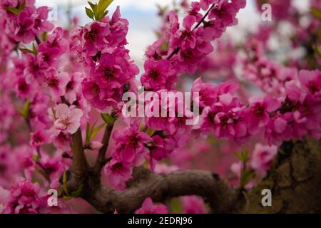 Particolare di un fiore di pesca in piena fioritura in primavera nei campi di Aitona, Catalogna, Spagna Foto Stock
