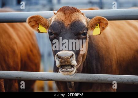 Ritratto di rosso peloso Jersey sorriso mucca viso divertente, grandi orecchie mostrando lingua. Foto Stock