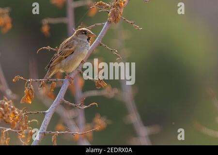 Passer domesticus, Sparrow che perching su un ramo Foto Stock